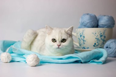 Mavi iplik yumağıyla oynayan sevimli gümüş renkli İngiliz kedi yavrusu. Ev konforu.