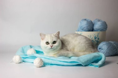 Mavi iplik yumağıyla oynayan sevimli gümüş renkli İngiliz kedi yavrusu. Ev konforu.