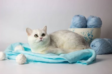Mavi iplik yumağıyla oynayan sevimli gümüş renkli İngiliz kedi yavrusu. Ev konforu.