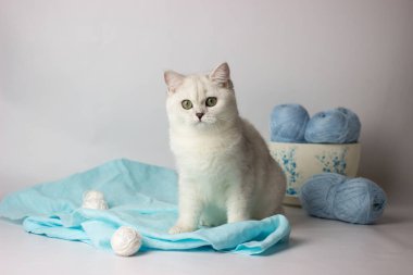 Mavi iplik yumağıyla oynayan sevimli gümüş renkli İngiliz kedi yavrusu. Ev konforu.