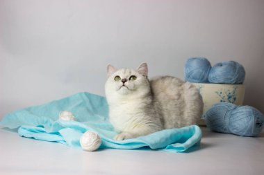 Mavi iplik yumağıyla oynayan sevimli gümüş renkli İngiliz kedi yavrusu. Ev konforu.