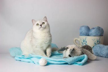 Mavi iplik yumağıyla oynayan sevimli gümüş renkli İngiliz kedi yavrusu. Ev konforu.