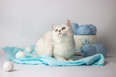 Mavi iplik yumağıyla oynayan sevimli gümüş renkli İngiliz kedi yavrusu. Ev konforu.