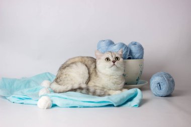 Mavi iplik yumağıyla oynayan sevimli gümüş renkli İngiliz kedi yavrusu. Ev konforu.