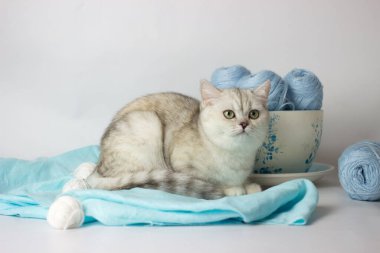 Mavi iplik yumağıyla oynayan sevimli gümüş renkli İngiliz kedi yavrusu. Ev konforu.