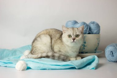 Mavi iplik yumağıyla oynayan sevimli gümüş renkli İngiliz kedi yavrusu. Ev konforu.