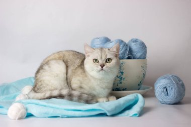 Mavi iplik yumağıyla oynayan sevimli gümüş renkli İngiliz kedi yavrusu. Ev konforu.