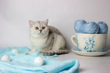 Mavi iplik yumağıyla oynayan sevimli gümüş renkli İngiliz kedi yavrusu. Ev konforu.