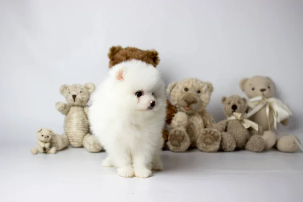 Un pequeño cachorro blanco y muy peludo posando para fotos con oso de peluche y fondo blanco. Pomerania spitz — Foto de Stock