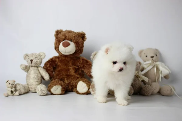 Um pouco de cachorro bonito branco e muito peludo posando para fotos com ursinho de pelúcia e fundo branco. Spitz da Pomerânia — Fotografia de Stock