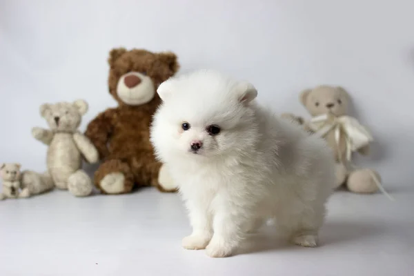 Um pouco de cachorro bonito branco e muito peludo posando para fotos com ursinho de pelúcia e fundo branco. Spitz da Pomerânia — Fotografia de Stock