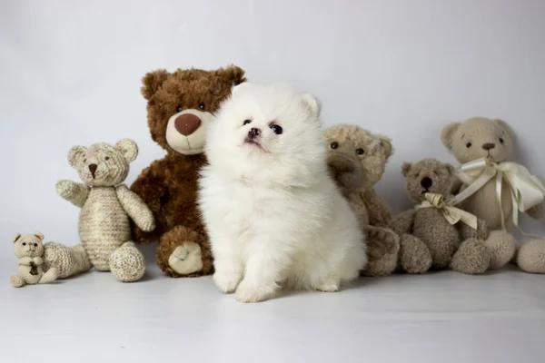 Un pequeño cachorro blanco y muy peludo posando para fotos con oso de peluche y fondo blanco. Pomerania spitz —  Fotos de Stock