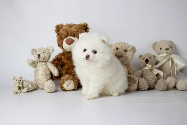 Ένα μικρό χαριτωμένο λευκό και πολύ γούνινο κουτάβι ποζάρουν για φωτογραφίες με αρκουδάκι και λευκό φόντο. Πομεράνιαν Σπιτζ — Φωτογραφία Αρχείου