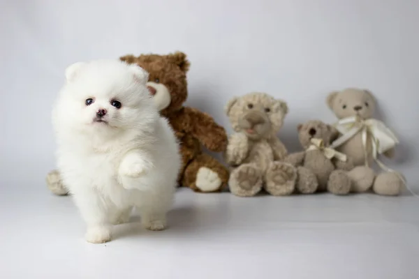Un pequeño cachorro blanco y muy peludo posando para fotos con oso de peluche y fondo blanco. Pomerania spitz —  Fotos de Stock