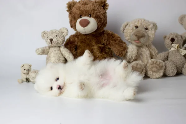 Un pequeño cachorro blanco y muy peludo posando para fotos con oso de peluche y fondo blanco. Pomerania spitz — Foto de Stock