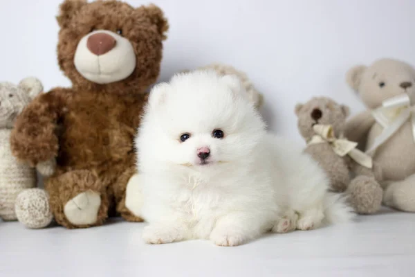 Un pequeño cachorro blanco y muy peludo posando para fotos con oso de peluche y fondo blanco. Pomerania spitz — Foto de Stock