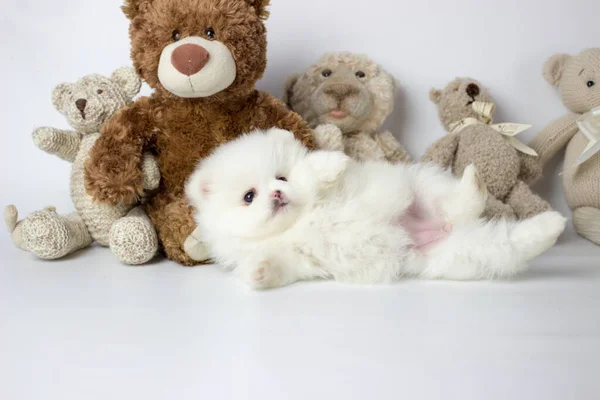 Een kleine schattige witte en zeer harige puppy poseren voor foto 's met teddybeer en witte achtergrond. Pomeranian spitz — Stockfoto