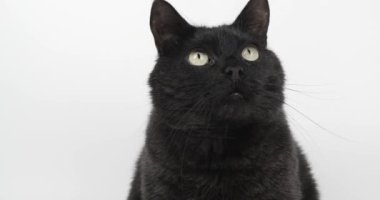Siyah-Gri Kedi bir şeye dikkatle bakıyor ve patisiyle ulaşmaya çalışıyor. Beyaz Arkaplanda Hayvan, 4k