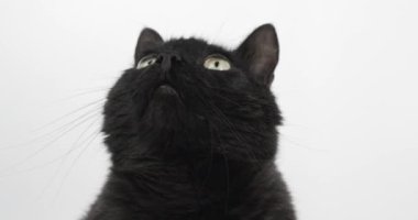 Kara-Gri Kedi, bir şeye dikkatle bakıyor. Beyaz Arkaplanda Hayvan Vurma, 4k