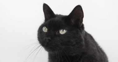 Kara-Gri Kedi, bir şeye dikkatle bakıyor. Beyaz Arkaplanda Hayvan Vurma, 4k