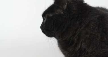 Kara-Gri Kedi, bir şeye dikkatle bakıyor. Beyaz Arkaplanda Hayvan Vurma, 4k