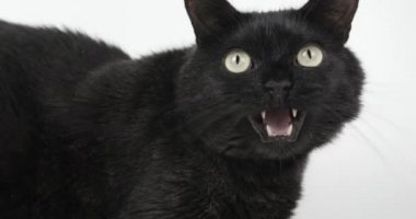 Lck- Gri Kedi Ağız ve Miyavlar 'ı açıyor. Beyaz Arkaplanda Hayvan Vurma, 4k Ağır çekim