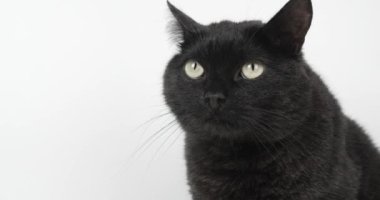 Siyah-Gri Kedi Ağız ve Miyavlar 'ı açıyor. Beyaz Arkaplanda Hayvan Vurma, 4k Ağır çekim