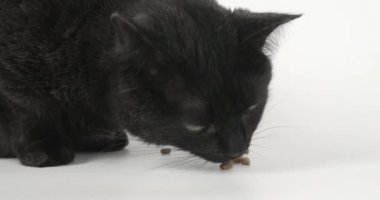 Kara Gri Kedi Kuru Kedi maması yiyor. Beyaz Arkaplanda Hayvan Vurmak