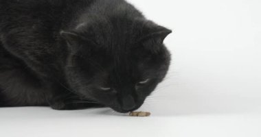 Kara Gri Kedi Kuru Kedi maması yiyor. Beyaz Arkaplanda Hayvan Vurma, 4k