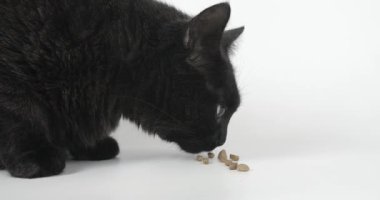 Kara Gri Kedi Kuru Kedi maması yiyor. Beyaz Arkaplanda Hayvan Vurma, 4k
