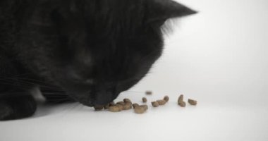 Kara Gri Kedi Kuru Kedi maması yiyor. Beyaz Arkaplanda Hayvan Vurmak