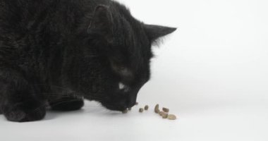 Kara Gri Kedi Kuru Kedi maması yiyor. Beyaz Arkaplanda Hayvan Vurmak