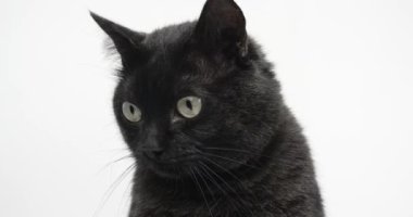 Komik Siyah-Gri Kedi yakın planda. Beyaz Arkaplanda Hayvan Vurma, 4k