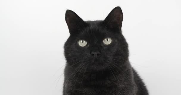 Schwarz Graue Katze Die Etwas Genau Betrachtet Und Versucht Mit — Stockvideo