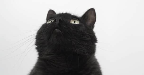Zwart Grijze Kat Kijkt Intently Naar Iets Schietbeest Witte Achtergrond — Stockvideo