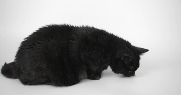 Zwart Grijze Kat Eten Droge Kat Eten Schietbeest Witte Achtergrond — Stockvideo