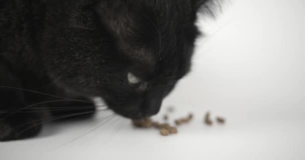 Close Gato Cinzento Preto Comendo Gato Seco Comida Tiro Animal — Vídeo de Stock