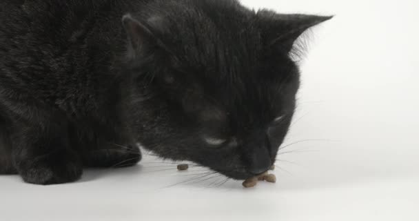 Close Van Black Grey Cat Eating Dry Cat Food Schieten — Stockvideo