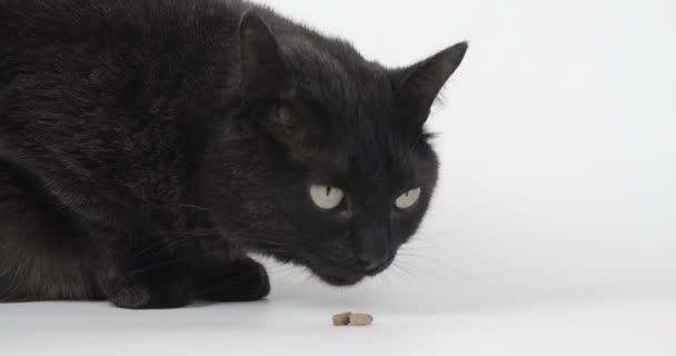 Close Gato Cinzento Preto Comendo Gato Seco Comida Tiro Animal — Vídeo de Stock