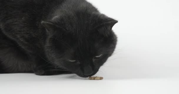 Крупный План Черно Серого Кота Поедающего Сухую Кошачью Еду Съемки — стоковое видео