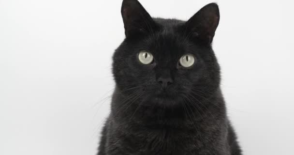 Lustige Schwarzgraue Katze Großaufnahme Shooting Tier Auf Weißem Hintergrund — Stockvideo