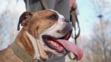  Dili olmayan komik köpeğe yaklaş. İngiliz Bulldog Yürüyüşü