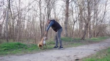 Adam köpeğiyle dışarıda oynuyor. Komik köpek hoplayıp zıplıyor ve sahibine tahta sopa saplıyor. 4k