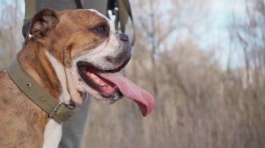 Park 4k 'deki İngiliz Bulldog Outdoor' un yakın çekimi.