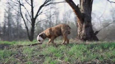 Dog English Bulldog Run Fast on Path Outdoors in Park. Slow Motion