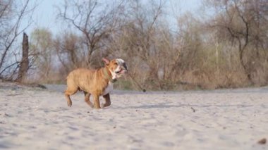 Dog English Bulldog Run on Sand, Slow Motion. Evcil Köpek Nehir kenarında Tahta Sopayla Oynuyor
