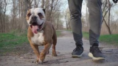 Adam dışarıda köpeğini gezdiriyor. Erkek sahibinin yanında Köpek Yürüyüşü 'nün yakın çekimi. Yavaş Hareket 