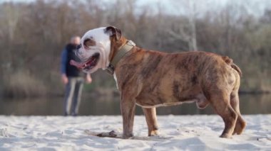 Dog English Bulldog, Dili Açık Nehir 'de Durduruyor. İnsan doğadaki köpeğiyle oynuyor.