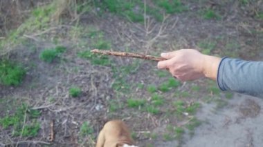 Adam köpeğiyle dışarıda oynuyor. Komik köpek hoplayıp zıplıyor ve sahibine tahta sopa saplıyor. Yavaş Hareket
