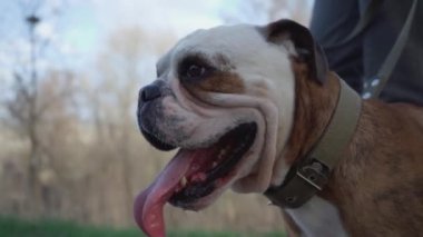 Adam dışarıda köpeğini gezdiriyor. Erkek sahibinin yanında Köpek Yürüyüşü 'nün yakın çekimi. Yavaş Hareket 